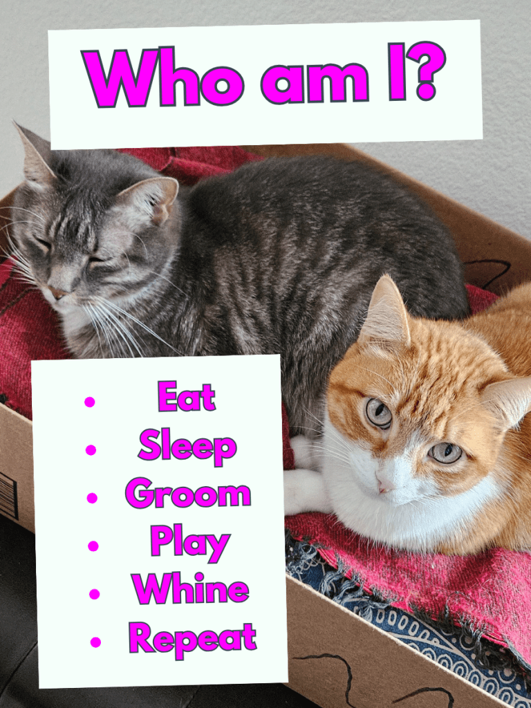 A picture of my two cats, Bartlet and Ash lying together in their box. Ash is orange and white, looking at the camera. Bartlett is charcoal and grayish white, sleeping. The headline above reads, "Who am I?" There is a bulleted list on the left hand side that says, "Eat, Sleep, Groom, Play, Whine, Repeat."