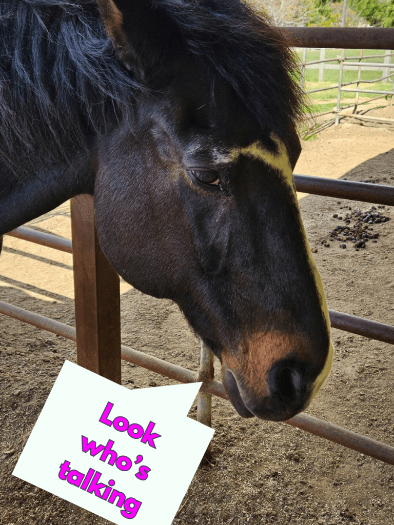 An old male horse named Klaus with brown spots around his nose. He has white around his nose and his eyes are looking at the camera. In the bottom left hand corner is a caption bubble that reads, "Look who's talking?" It references the glossary term above, narrator.