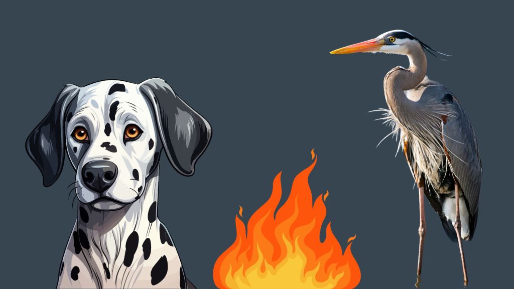 Against a dark blue backdrop is a cartoon picture of a dalmatian on the left, and on the right the Great Blue Heron. They are separated by a graphic of orange flames from a fire. This is to represent the sentences I shared above in section 1 and me telling the stories here in the conclusion. Enjoy!